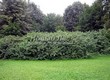 Живая изгородь из лиственных растений Дерен белый (Кизил белый) (Cornus alba) - 109
