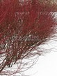 Живая изгородь из лиственных растений Дерен белый (Кизил белый) (Cornus alba) - 110