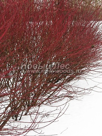 Живые изгороди:зимняя окраска ветвей у растения Дёрен белый (февраль, Москва)