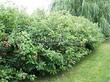 Живая изгородь из лиственных растений Дерен белый (Кизил белый) (Cornus alba) - 111