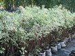 ����� �������� �� ���������� �������� ����� ����� (����� �����) ������������� (Cornus alba 'Elegantissima') - 102