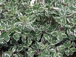 ����� �������� �� ���������� �������� ����� ����� (����� �����) ������������� (Cornus alba 'Elegantissima') - 103