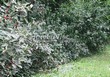 ����� �������� �� ���������� �������� ������ ��������� (Viburnum lantana) - 101