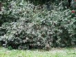 ����� �������� �� ���������� �������� ������ ��������� (Viburnum lantana) - 102