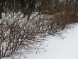 ����� �������� �� ���������� �������� ������ ��������� (Viburnum lantana) - 103