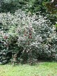 ����� �������� �� ���������� �������� ������ ��������� (Viburnum lantana) - 104
