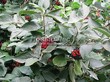 ����� �������� �� ���������� �������� ������ ��������� (Viburnum lantana) - 105