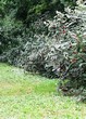 ����� �������� �� ���������� �������� ������ ��������� (Viburnum lantana) - 106
