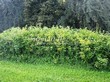 ����� �������� �� ���������� �������� ������ ������������ (Viburnum opulus) - 101