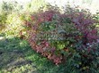 ����� �������� �� ���������� �������� ������ ������������ (Viburnum opulus) - 102