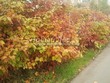 ����� �������� �� ���������� �������� ������ ������������ (Viburnum opulus) - 103