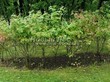 ����� �������� �� ���������� �������� ������ ������������ (Viburnum opulus) - 104
