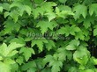 ����� �������� �� ���������� �������� ������ ������������ (Viburnum opulus) - 105