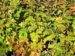 ����� �������� �� ���������� �������� ������ ������������ (Viburnum opulus) - 106