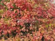 ����� �������� �� ���������� �������� ������ ������������ (Viburnum opulus) - 107