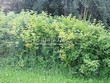 ����� �������� �� ���������� �������� ������ ������������ (Viburnum opulus) - 108