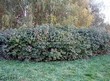 ����� �������� �� ���������� �������� ������ ������������ (Viburnum opulus) - 109