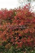 ����� �������� �� ���������� �������� ������ ������������ (Viburnum opulus) - 110