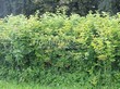 ����� �������� �� ���������� �������� ������ ������������ (Viburnum opulus) - 111