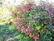 ����� �������� �� ���������� �������� ������ ������������ (Viburnum opulus) - 112