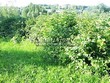����� �������� �� ���������� �������� ������ ������������ (Viburnum opulus) - 113