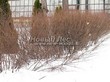          (   ) (Cotoneaster lucidus (Cotoneaster acutifolius var. lucidus)) - 104