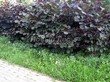 ����� �������� �� ���������� �������� ������ ������������ (������� ������������) �������� (Corylus avellana 'Purpurea') - 101