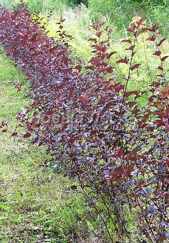 Живая изгородь из лиственных растений Пузыреплодник калинолистный Диабло (Physocarpus opulifolius 'Diabolo')