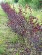 Живая изгородь из лиственных растений Пузыреплодник калинолистный Диабло (Диаболо) (Physocarpus opulifolius 'Diabolo') - 101