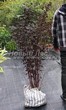 Живая изгородь из лиственных растений Пузыреплодник калинолистный Диабло (Диаболо) (Physocarpus opulifolius 'Diabolo') - 102
