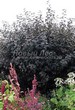 Живая изгородь из лиственных растений Пузыреплодник калинолистный Диабло (Диаболо) (Physocarpus opulifolius 'Diabolo') - 103