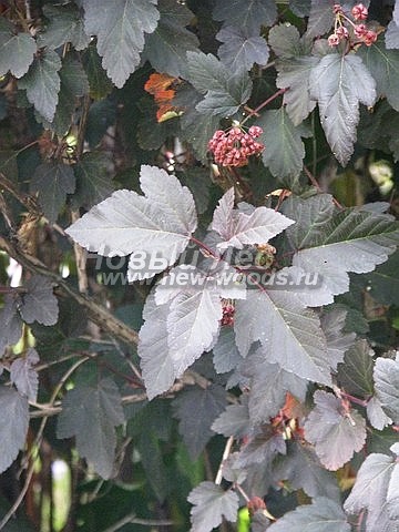 Живые изгороди: декоративная листва Пузыреплодника калинолистного Диабло (август)