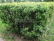 ����� �������� �� ���������� �������� �������� ����������� (������ ������) (Caragana arborescens) - 104