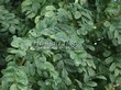 ����� �������� �� ���������� �������� �������� ����������� (������ ������) (Caragana arborescens) - 105