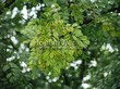        ( ) (Caragana arborescens) - 106