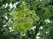 ����� �������� �� ���������� �������� �������� ����������� (������ ������) (Caragana arborescens) - 106
