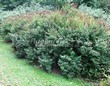 ����� �������� �� ���������� �������� ������ �������� (Spiraea billardii) - 101