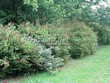 ����� �������� �� ���������� �������� ������ �������� (Spiraea billardii) - 102