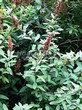 ����� �������� �� ���������� �������� ������ �������� (Spiraea billardii) - 103