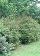 ����� �������� �� ���������� �������� ������ �������� (Spiraea billardii) - 104