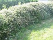 ����� �������� �� ���������� �������� ������ �������� ����� �������� (Spiraea japonica 'Little Princess') - 101