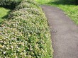 ����� �������� �� ���������� �������� ������ �������� ����� �������� (Spiraea japonica 'Little Princess') - 102
