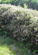          (Spiraea japonica 'Little Princess') - 103