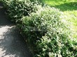 ����� �������� �� ���������� �������� ������ �������� ����� �������� (Spiraea japonica 'Little Princess') - 104