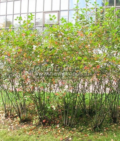 Живая изгородь из растения Черноплодная рябина (Арония черноплодная) (Aronia melanocarpa) - продажа, посадка