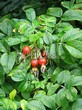 Живая изгородь из лиственных растений Роза морщинистая (Шиповник морщинистый) (Rosa rugosa) - 106