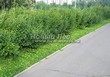 Живая изгородь из лиственных растений Смородина золотистая (Ribes aureum) - 101