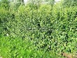 Живая изгородь из лиственных растений Смородина золотистая (Ribes aureum) - 102