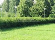 Живая изгородь из лиственных растений Смородина золотистая (Ribes aureum) - 104