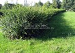 Живая изгородь из лиственных растений Смородина золотистая (Ribes aureum) - 105